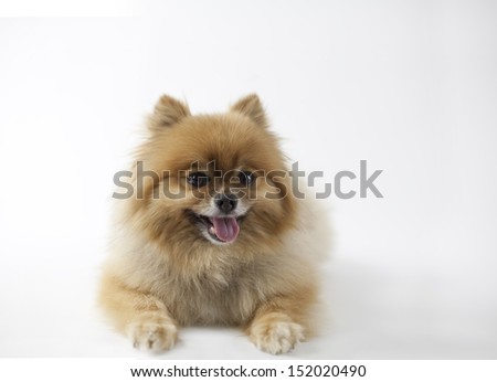 Smiling Pomeranian looking at camera isolated picture on white background