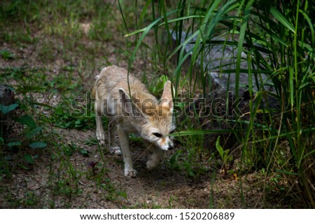 The fennec fox, or fennec (Vulpes zerda), is a small crepuscular fox found in the Sahara of North Africa, the Sinai Peninsula, South East Israel (Arava desert) and the Arabian desert.