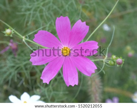 single cosmos flower at grass field 