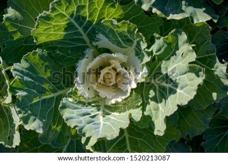 Brassica oleracea is a plant species that includes many common foods as cultivars, including cabbage, broccoli, cauliflower, kale, Brussels sprouts, collard greens, savoy, kohlrabi, and gai lan.