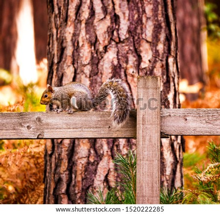 Grey Squirrel in an English Woodland sat on a fence in early autumn