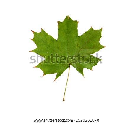 green maple leaf isolated on white background, close up