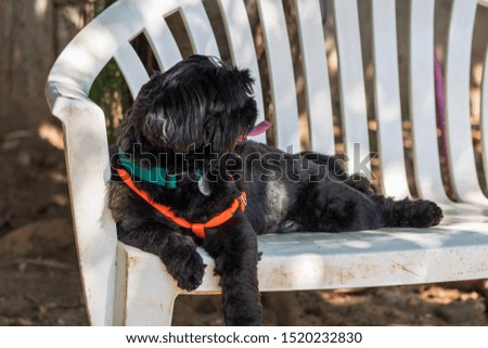 black shih tzu resting peacefully on a bench