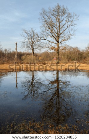 Two bare trees reflected in the water of a pond