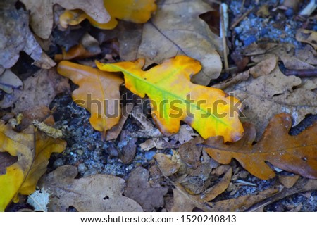 Yellow oak leaves lie on the ground on the road in autumn