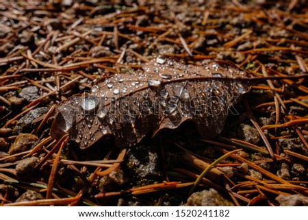 Brown wet Oak (Quercus) leaf lying on pinetree needles with clear dew water drops, vein structures  autumn morning in Black Forest Germany. Close up from frog perspective contrasted by sunlight.