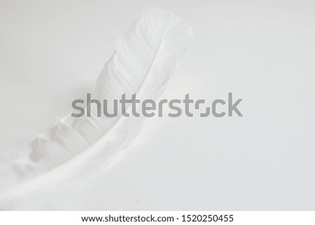 A photograph of a single white feather on an empty white space.