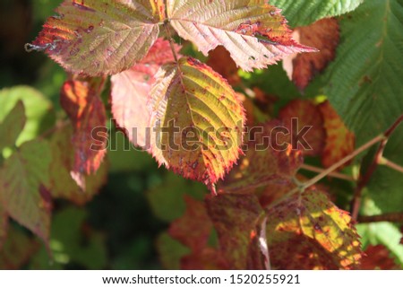 Autumn colors in the country, BlackBerry leaves, well, strawberry flowers in October.