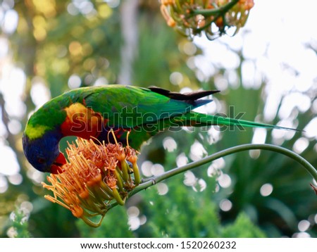 Bird in a Sydney Park on a warm September Spring