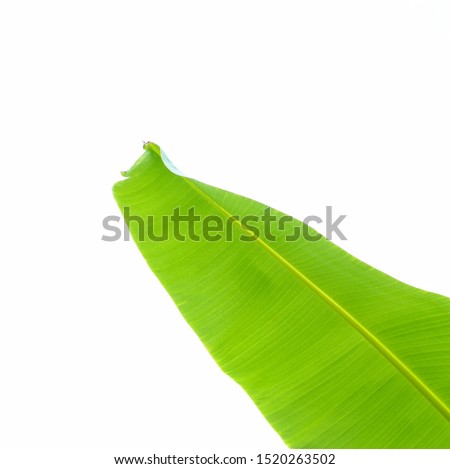 Banana leaf isolated on white background. 