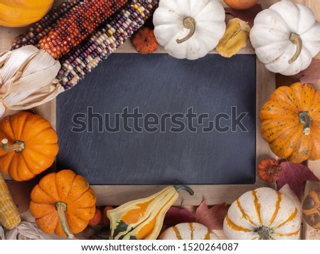 Blank chalkboard bordered with colorful mini pumpkins and indian corn