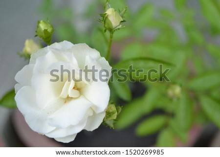 Beautiful White Flower.Capture with Nikon D3100. Royalty-Free Stock Photo #1520269985