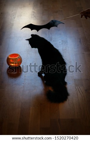 Black cat and pumpkin celebrate Halloween. Christmas eve. Yuletide, divination.