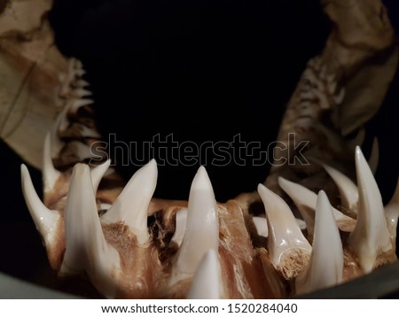 A shark's teeth skeleton, close up with copy space