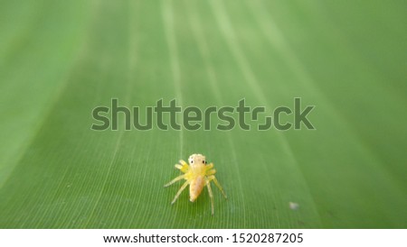 the cute and small yellow spider captured in focus and macro photography