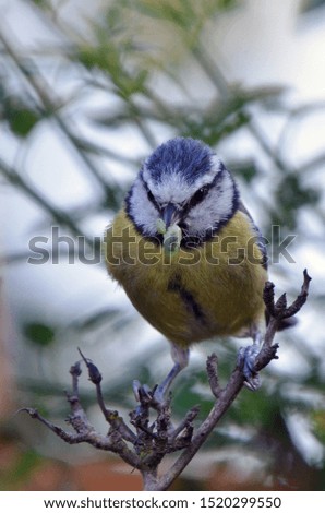 Bird on plant, Blue tit with a green caterpillar in its beak, close up picture