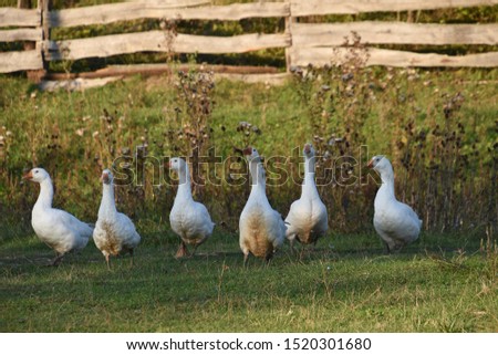 White geese grazing in a green meadow 