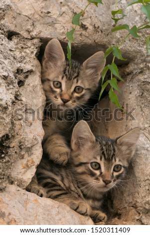 cute baby cats hiding in a rock