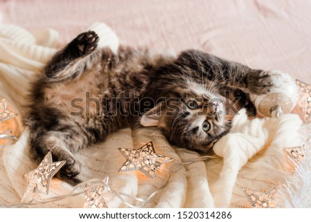a small brown kitten with long hair sits on a knitted blanket in Christmas accessories, lights and tinsel