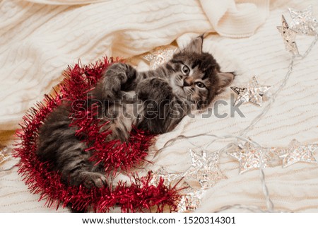 a small brown kitten with long hair sits on a knitted blanket in Christmas accessories, lights and tinsel