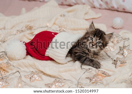 little brown kitten with long hair sits on a knitted blanket in New Year's accessories, lights and tinsel plays with a red santa claus hat