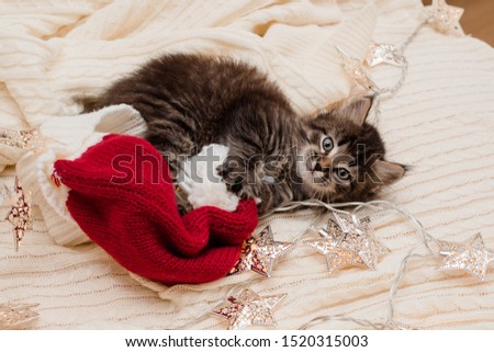 little brown kitten with long hair sits on a knitted blanket in New Year's accessories, lights and tinsel plays with a red santa claus hat