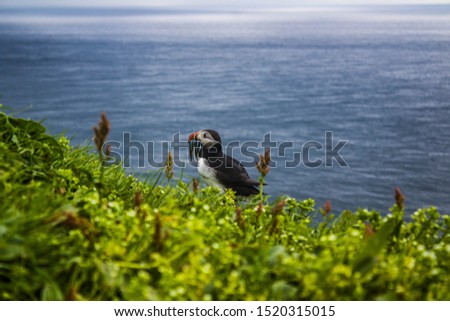 A Puffin Bird across the Atlantic ocean in the country of Faroe Islands sits and relaxes after a good act of fishing. This catch consist of multiple fishes which would be enough for our little Puffin.