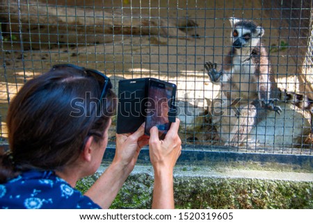 Young woman taking pictures of a ring-tailed lemur behind a fence in a zoo with the mobile phone