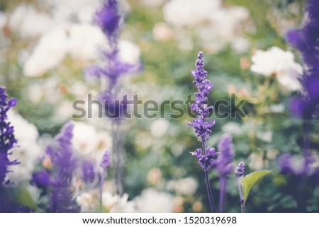beautiful purple wildflowers, natural background, image with retro toning. 