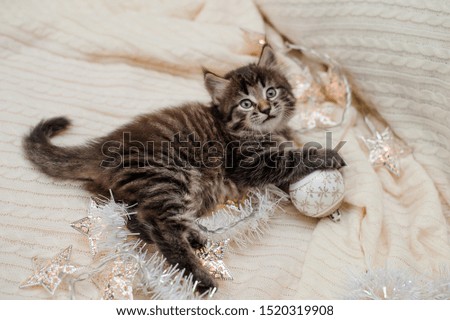 little brown kitten with long hair sits on a knitted blanket in New Year's accessories, plays with a New Year's white ball