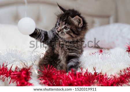 little brown kitten with long hair sits on a knitted blanket in New Year's accessories, plays with a New Year's white ball
