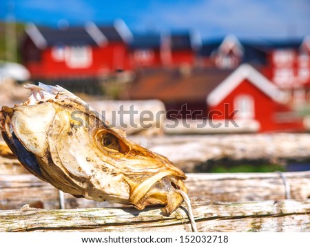 dried stockfish, in norwegian village, Lofoten, Norway