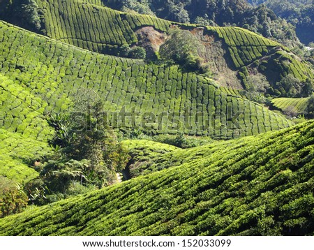 Tea Plantation i Cameron Highlands Malaysia