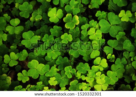 Green clover carpet top down view nature background