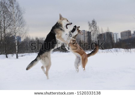 Close up view at a two big mixed breed dogs fighting over a snow backgroung