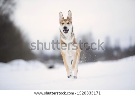 Close up portrait of a cute mixed breed dog in snowy winter. Dog running and having fun in the snow
