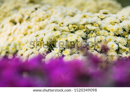 Picture of pretty chrysanthemum flowers close-up at park