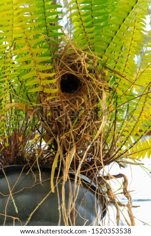 Cambacica bird's nest, coereba flaveola in a fern vase