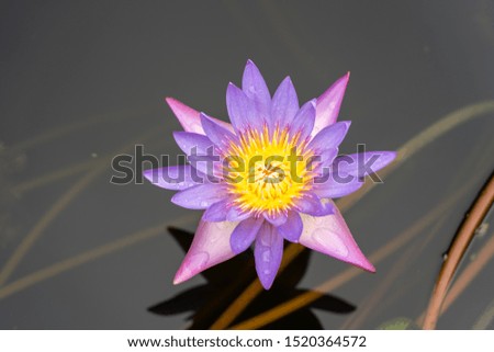Colorful yellow and purple lotus flower