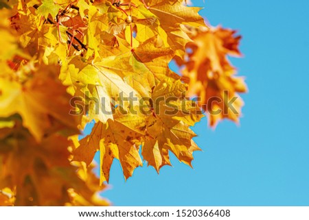 Autumnal maple leaves in blurred background, foliage, sunlight