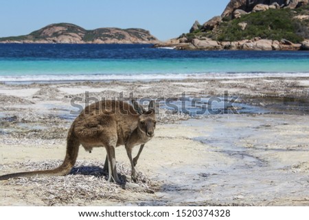 Kangaroo on beach, Australia, sea ocean, wildlife nature, national park
