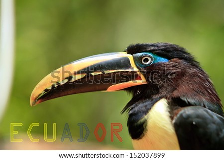 toucan with Ecuador banner with colors of the flag
