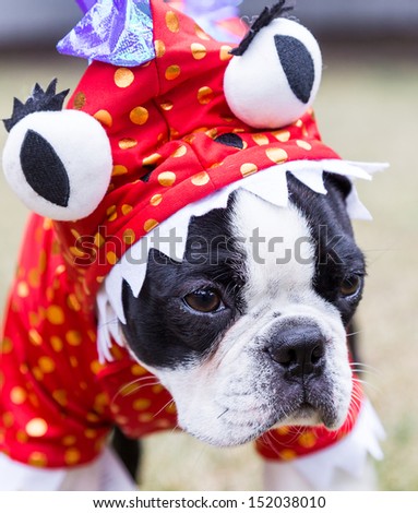 Boston Terrier Puppy in Monster Costume