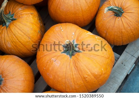 Large pile of pumpkins ready for autumn.
