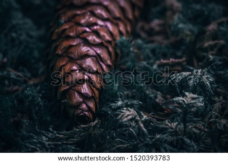 pine cone resting on forest flora, dark green and orange colors
