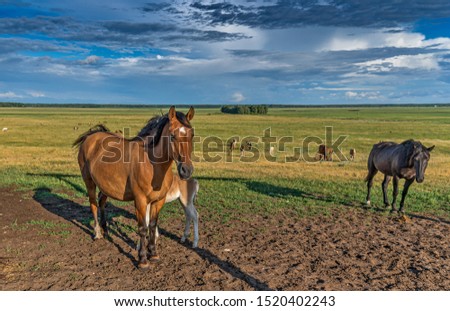 Horses graze on a summer field against the background of clouds.