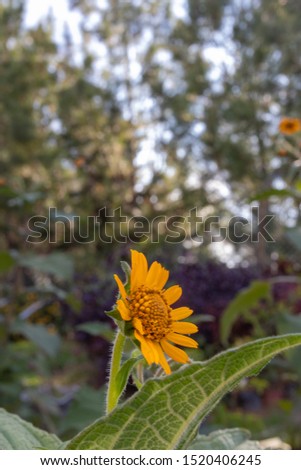 Beautiful yellow daisy flower or tetraneuris scaposa 
