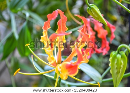 Flame lily  and budding flowers 