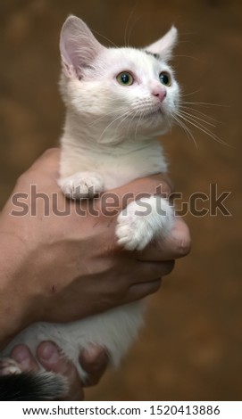 white and black kitten in the arms of a volunteer in an animal shelter