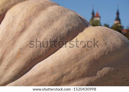 Detail of Big Pumpkin in The Park of Old Historical Town, Germany. Beautiful Autumn Halloween and Harvest Background. 